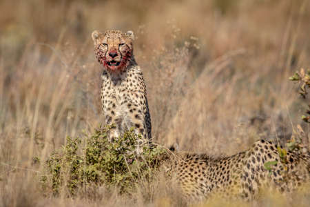 Group of Cheetahs feeding on a Blue wildebeest in the WGR, South Africa.の写真素材
