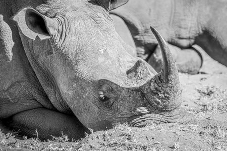 Close up of a White rhino laying down in black and white, South Africa.