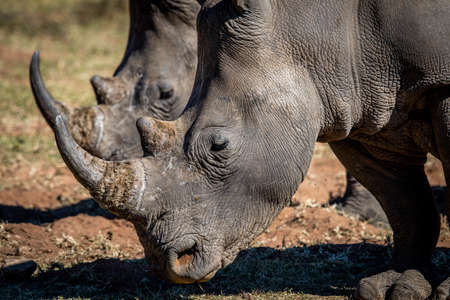 Side profile of 2 White rhinos, South Africa.の写真素材