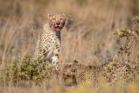 Group of Cheetahs feeding on a Blue wildebeest in the WGR, South Africa.の写真素材