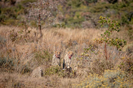 Group of Cheetahs feeding on a Blue wildebeest in the WGR, South Africa.の写真素材