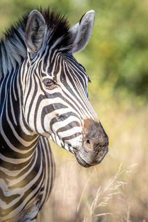 Close up of a Burchell's zebra head in the WGR, South Africa.の写真素材
