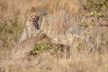 Group of Cheetahs feeding on a Blue wildebeest in the WGR, South Africa.の写真素材