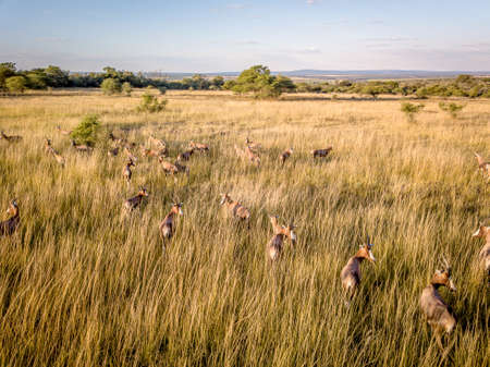 Drone picture of a herd of Blesbok in an open grass plain in the WGR, South Africa.の写真素材