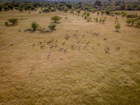 Drone picture of a herd of Blesbok in an open grass plain in the WGR, South Africa.の写真素材