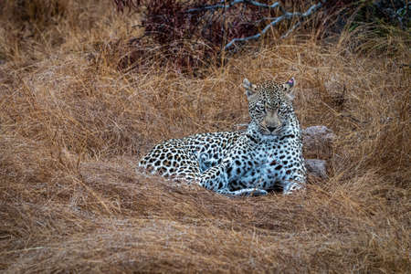Female Leopard laying in the grass in the Kruger National Park, South Africa.の写真素材