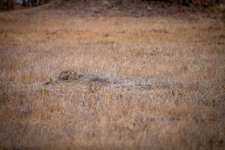 African wild cat laying in the grass in the Kruger National Park, South Africa.の写真素材