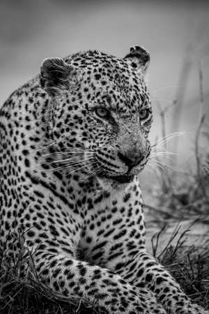 Close up of a big male Leopard in black and white in the Kruger National Park, South Africa.の写真素材