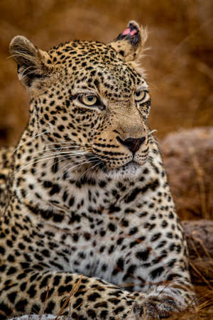 Close up of a female Leopard in the Kruger National Park, South Africa.の写真素材
