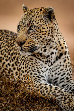 Close up of a big male Leopard in the Kruger National Park, South Africa.の写真素材