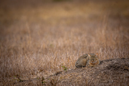 African wild cat laying down in the grass in the Kruger National Park, South Africa.