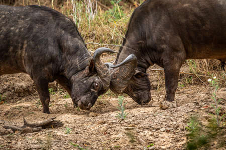 Two African buffalo bulls fighting in the Kruger National Park, South Africa.の写真素材