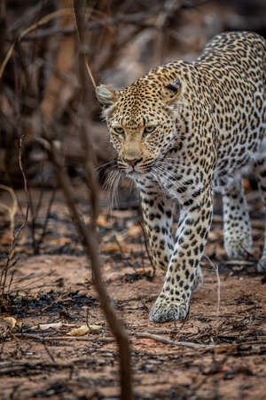 Leopard walking in the African bush in the Kruger National Park, South Africa.の写真素材