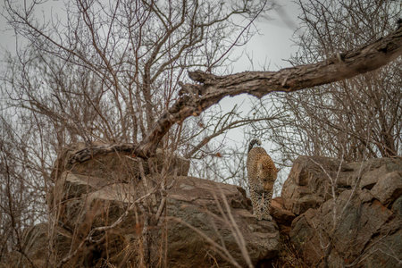Male Leopard walking and blending in in the African bush in the Kruger National Park, South Africa.