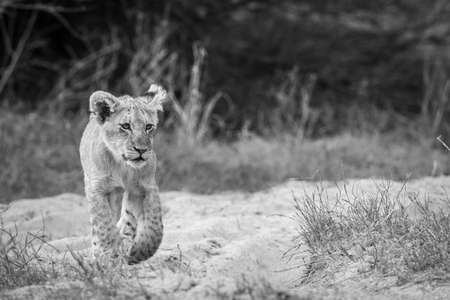Young Lion cub walking towards the camera in black and white in the Kruger National Park, South Africa.の写真素材