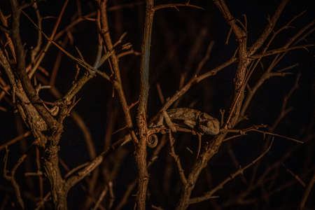 Flap-necked chameleon in a tree at night in the Kruger National Park, South Africa.の写真素材