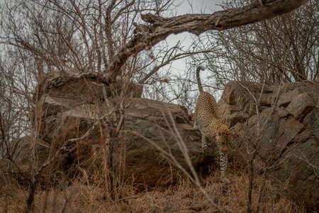 Male Leopard walking and blending in in the African bush in the Kruger National Park, South Africa.の写真素材