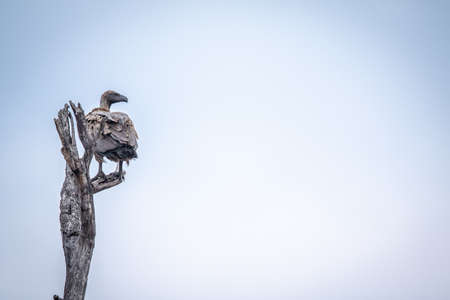 White-backed vulture sitting in a dead tree in the Kruger National Park, South Africa.の写真素材