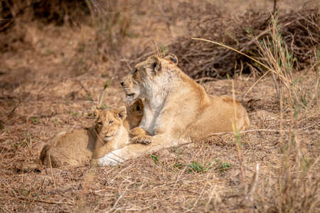 Lion cub and mother laying in the grass in the Kruger National Park, South Africa.の写真素材