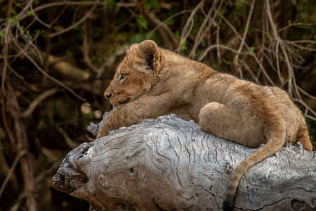 Lion cub laying on a fallen tree in the Kruger National Park, South Africa.の写真素材