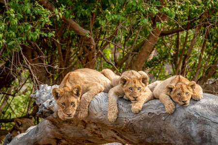 Lion cubs laying on a fallen tree in the Kruger National Park, South Africa.の写真素材