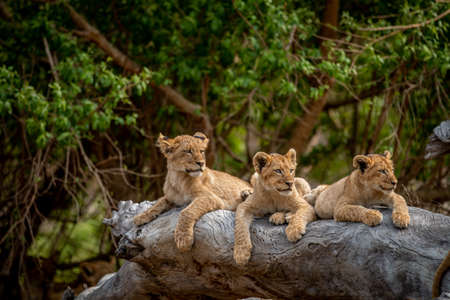 Lion cubs laying on a fallen tree in the Kruger National Park, South Africa.の写真素材