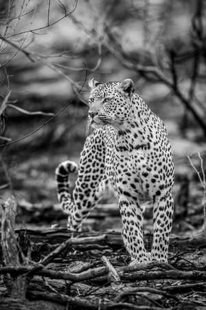 Leopard walking in the African bush in black and white in the Kruger National Park, South Africa.の写真素材