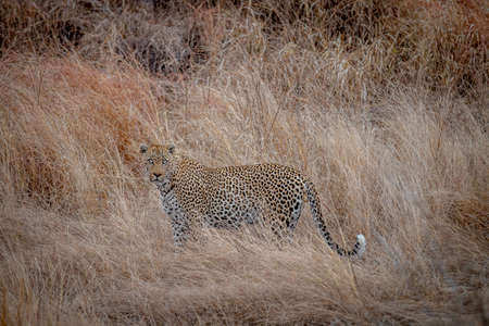 Male Leopard standing in the tall grass in the Kruger National Park, South Africa.の写真素材