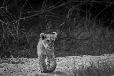 Young Lion cub walking towards the camera in black and white in the Kruger National Park, South Africa.の写真素材