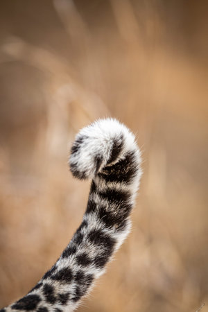 Close up of a Leopard's tail in the Kruger National Park, South Africa.
