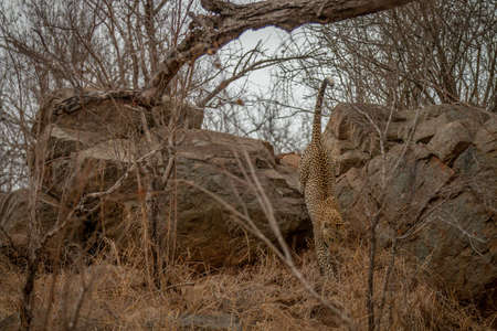 Male Leopard walking and blending in in the African bush in the Kruger National Park, South Africa.の写真素材