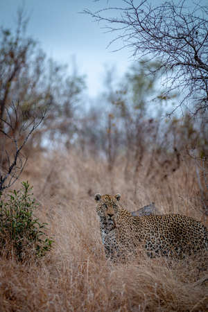 Male Leopard standing in the tall grass in the Kruger National Park, South Africa.の写真素材