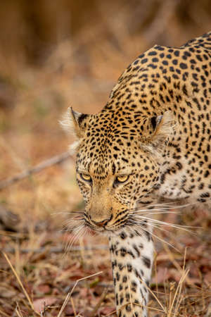 Close up of a Leopard's head in the Kruger National Park, South Africa.の写真素材