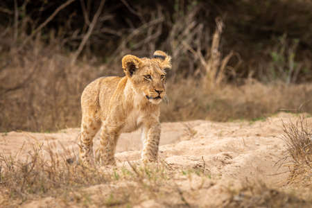 Young Lion cub walking towards the camera in the Kruger National Park, South Africa.の写真素材