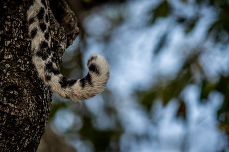 Close up of a Leopard's tail in the Kruger National Park, South Africa.の写真素材