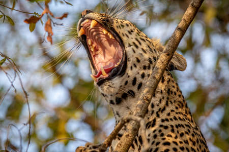 Close up of a Leopard yawning in a tree in the Kruger National Park, South Africa.の写真素材