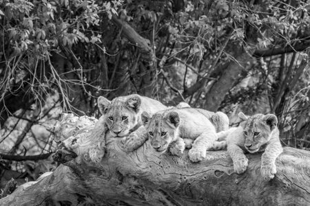 Lion cubs sitting on a fallen tree in black and white in the Kruger National Park, South Africa.の写真素材