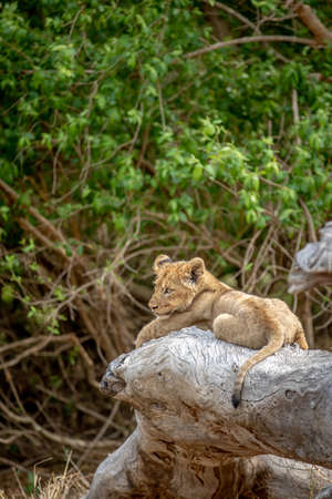 Lion cubs sitting on a fallen tree in the Kruger National Park, South Africa.の写真素材