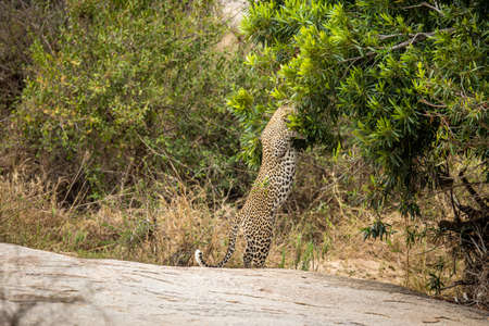 Big male Leopard marking territory in the Kruger National Park, South Africa.の写真素材