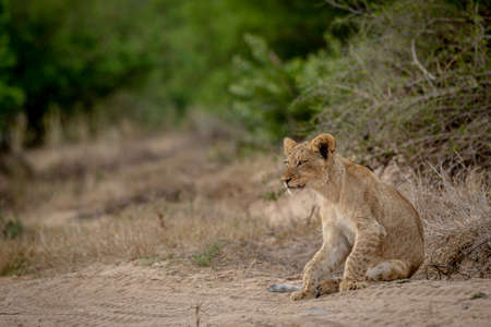Lion cub sitting in the sand in the Kruger National Park, South Africa.の写真素材