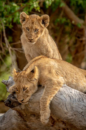 Lion cubs sitting on a fallen tree in the Kruger National Park, South Africa.の写真素材