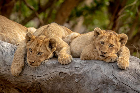 Lion cubs sitting on a fallen tree in the Kruger National Park, South Africa.の写真素材