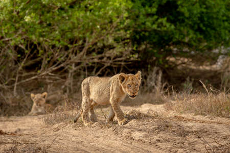 Lion cub walking in the sand in the Kruger National Park, South Africa.の写真素材