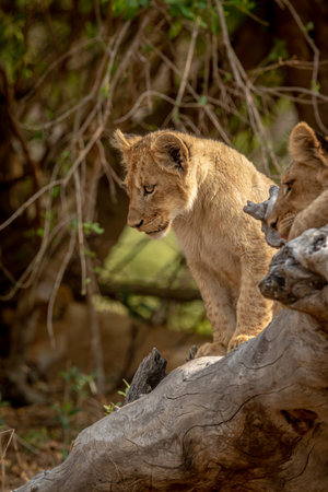Lion cubs sitting on a fallen tree in the Kruger National Park, South Africa.の写真素材