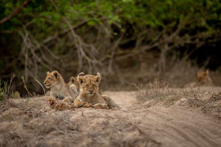 Lion cubs in the sand of a dry riverbed in the Kruger National Park, South Africa.の写真素材