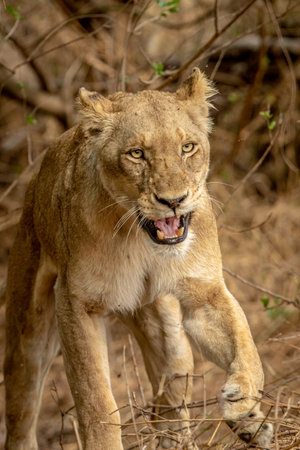 Close up of a growling Lion in the Kruger National Park, South Africa.の写真素材