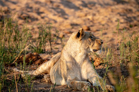 Lioness laying in the sand in the Kruger National Park, South Africa.の写真素材