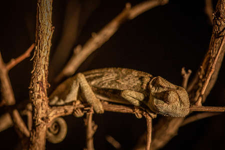 Flap-necked chameleon sitting on a branch in the Kruger National Park, South Africa.の写真素材