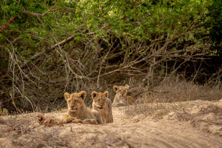 Lion cubs in the sand of a dry riverbed in the Kruger National Park, South Africa.の写真素材