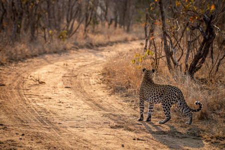 Leopard walking in the road in the Kruger National Park, South Africa.の写真素材